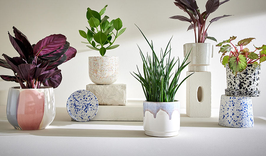 Bunte Terrazzo-Blumentöpfe mit grünen Zimmerpflanzen