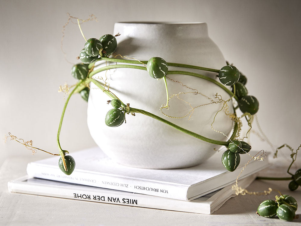 Bauchige weiße Keramikvase mit grüner Rankpflanze auf Büchern